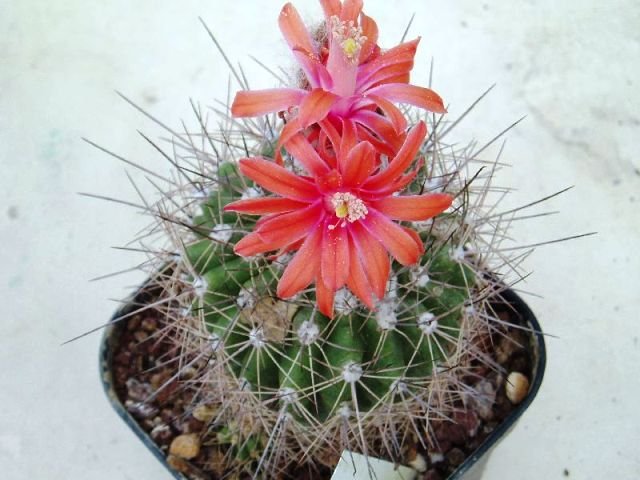 Submatacana_tuberculosa